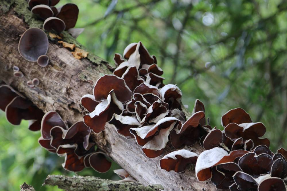 wood ear mushrooms